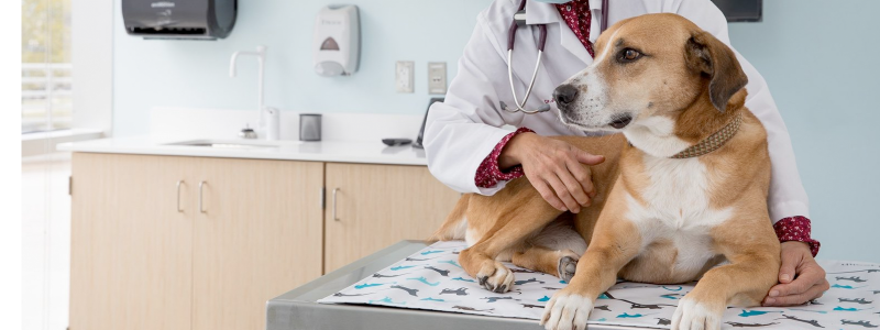 dog sitting on an exam table