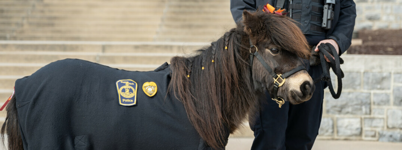 pony with police outfit on
