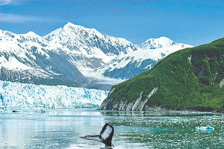 whale tail popping out of water with glacier in the background