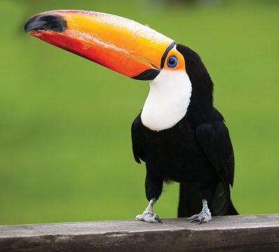 Toco Toucan