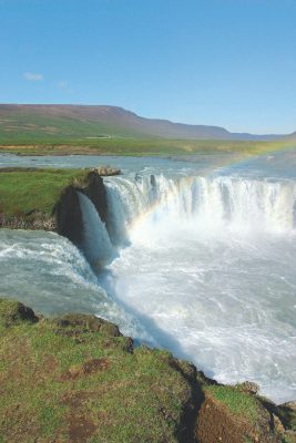 Penguins in Iceland