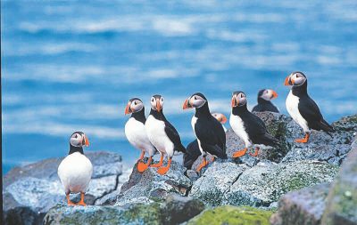 Penguins in Iceland