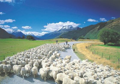 Queenstown Sheep
