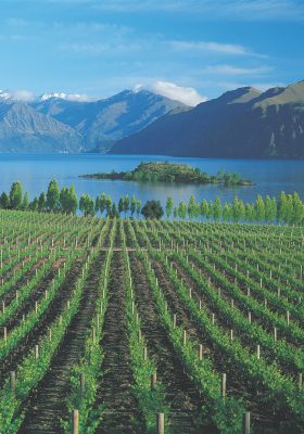 Vinyards