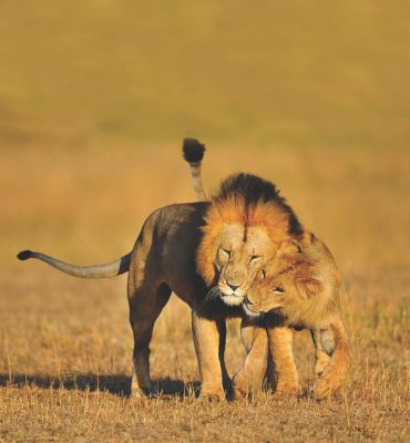 Lion