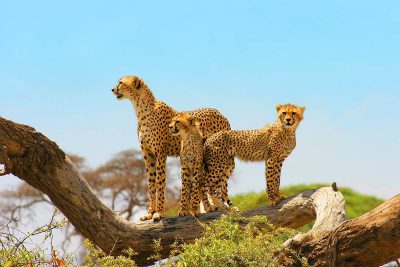 Cheetah Family