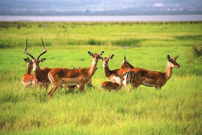 Antelope