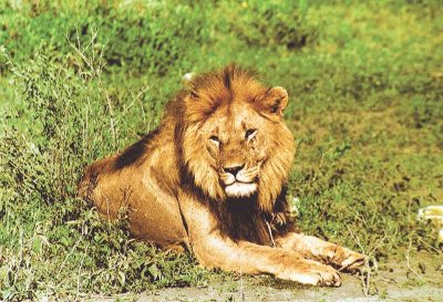 Lion 2
