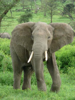 Elephant