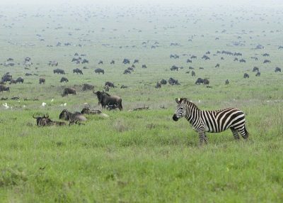 Wildebeest