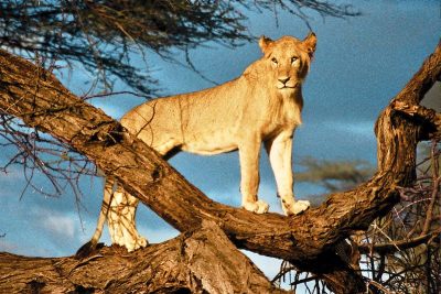 Lion in Tree