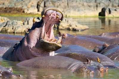Hippos