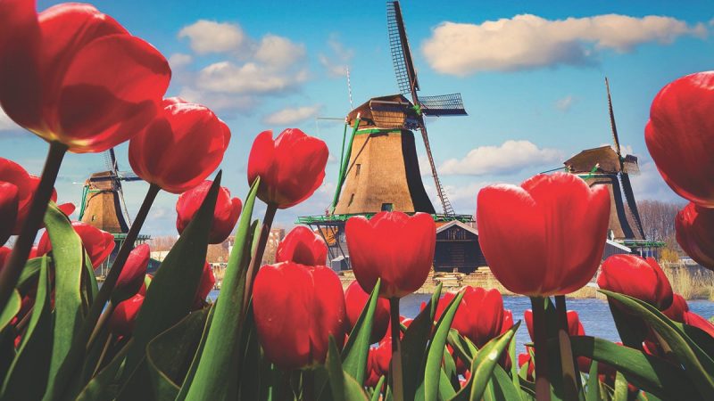 Windmills, Tulips, and Belgian Delights