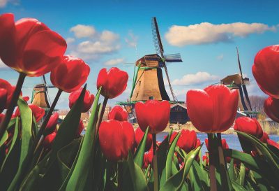 Tulips in Amsterdam